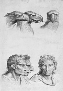 Similarités entre la tête d