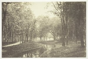 Sans titre, vers 1850. [Arbres près de l