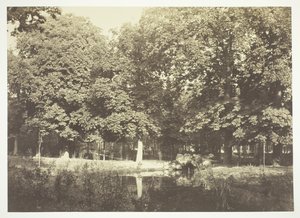 Sans titre, vers 1850. [Arbres près de l
