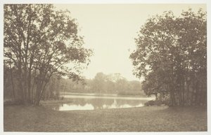 Sans titre [Arbres près de l