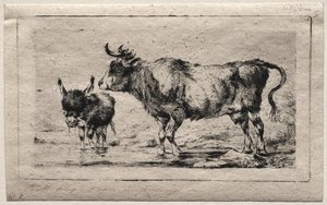 Vache et âne
