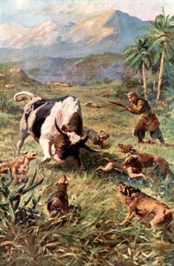 Chasse aux bovins sauvages en Haïti