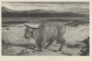 Le bouc émissaire