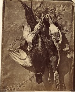 [Nature morte de gibier à plumes] - Charles Nègre