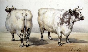 Étude de deux vaches à longues cornes