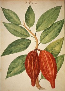 Cacao - Charles Plumier