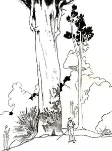 Un arbre Kauri, 1912 - Charles Robinson