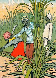 Au travail parmi les cannes à sucre