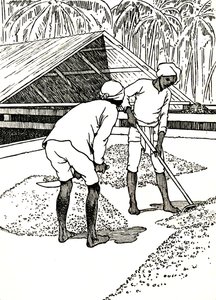 Séchage du cacao - Charles Robinson