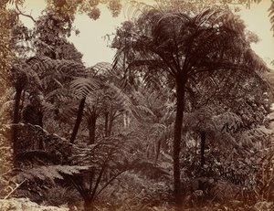 Jardins de Hakgala, Nuwara Eliya