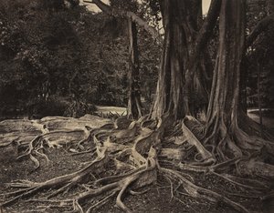 Arbre à caoutchouc, Assam, Inde (Ficus Elastica) - Charles T. Scowen