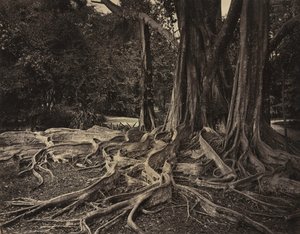 Arbre à caoutchouc, Assam, Inde Ficus Elastica, vers 1880 - Charles T. Scowen