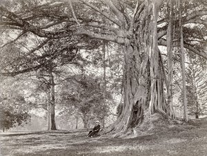 Un gentleman assis sous un grand arbre indigène au Ceylan britannique, maintenant appelé Sri Lanka, années 1880 - Charles T Scowen and Co