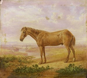 Vieux Billy, un cheval de trait, âgé de 62 ans