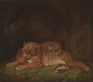 Tigres - Charles Towne