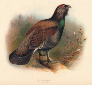 Grand Tétras Tetrao urogallus - Charles Whymper