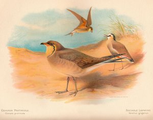 Glaréole à collier Glareola pratincola, Vanneau sociable Vanellus gregarius, 1900 - Charles Whymper