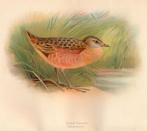 Râle des genêts Crex pratensis, 1900, 1900 - Charles Whymper