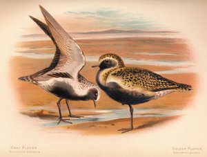 Pluvier gris Squatarola helvetica, Pluvier doré Charadrius pluvialus, 1900 - Charles Whymper