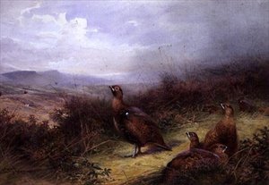 Grouse dans les Highlands - Charles Whymper