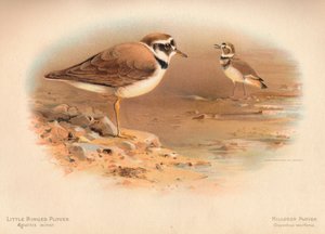 Petit Pluvier à collier interrompu Aegialitis minor, Pluvier kildir Oxyechus vociferus, 1900 - Charles Whymper