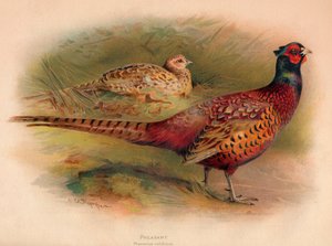 Faisan Phasianus colchicus, 1900