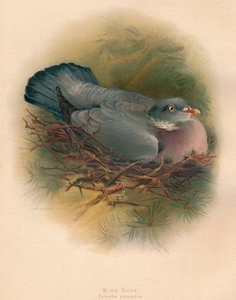 Pigeon ramier, 1900