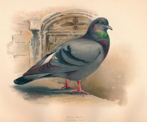 Pigeon biset Columba livia, vers 1900