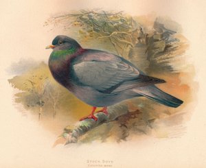 Pigeon colombin Columba aenas, 1900