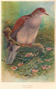 Tourterelle Turtur auritus, 1900