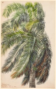 Palma Real - Charles de Wolf Brownell