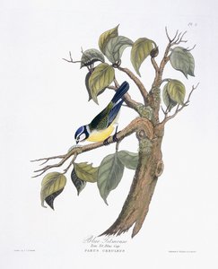 Mésange bleue