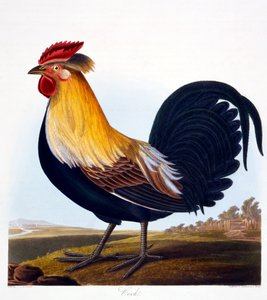 Coq (Phasianus), gravé par Robert Havell, Jr (1793-1878), 1835