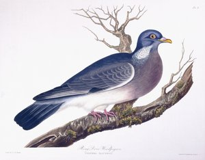 Pigeon ramier - Charlotte L. E. Perrott