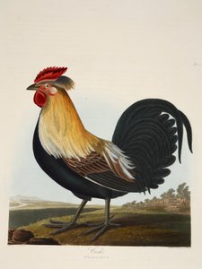 Coq, Phasianus, pub. 1835 Gravure colorée à la main
