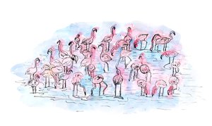 Flamants roses 2, 2018