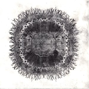 Cellules végétales, 2019 - Charlotte Orr