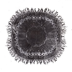 Cellules végétales, 2019 - Charlotte Orr