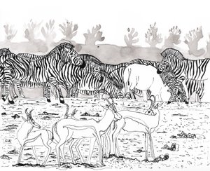 Safari 3, 2018 - Charlotte Orr