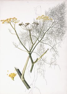 Étude Botanique, 1822-1845 - Charlotte Strickland