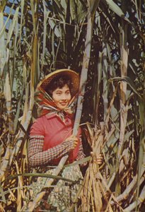 Taïwan : Canne à sucre - Chinese Photographer