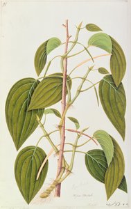 Feuille de bétel, de Cinquante-cinq dessins de plantes médicinales de Malacca, Volume 1, c.1805-18 - Chinese School