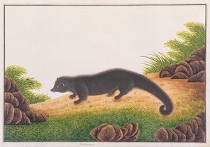 Binturong, tiré de Dessins d