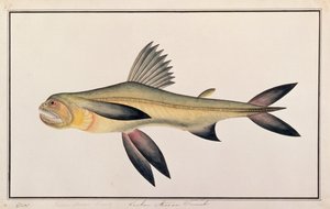 Bombay Duck, de dessins de poissons de Malacca, c.1805-18 - Chinese School