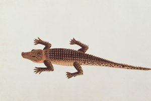 Boo-ay-ah Alligator, de Dessins d