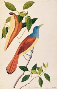 Boorong Seli-ah, des dessins d