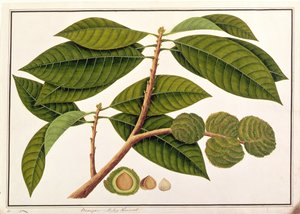 Brangam ou Châtaigne malaise, de Dessins de Plantes de Malacca, c.1805-18 - Chinese School