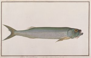 Dorab loup-hareng, de dessins de poissons de Malacca, c.1805-18