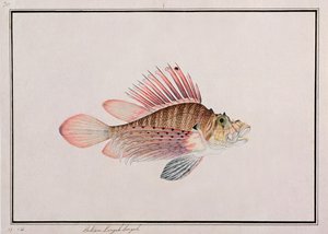 Eekan Linqah Singah, de dessins de poissons de Malacca, c.1805-18 - Chinese School