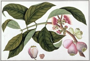 Eugenia ou Jamboo Teloie poote, de Dessins de plantes de Malacca, c.1805-18 - Chinese School